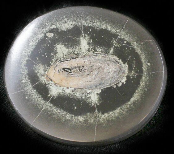 Polished Fish Coprolite (Fossil Poo) - Scotland #24527